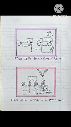🌱 Types of Seed Germination | Class 12 Biology Project !#biology #shorts #neet #trending