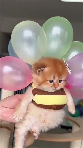I don't know how to describe these cute kittens, which has cured my mood. #cat #cats #kitten #cute