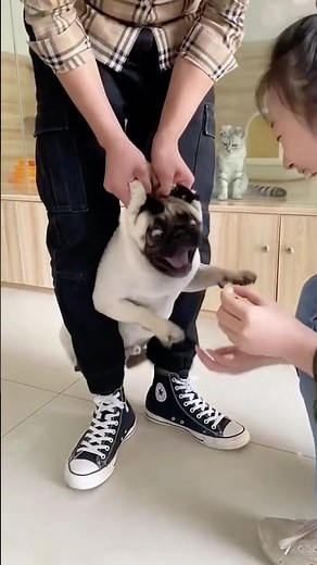 When you give your dog medication #dog #beill #medication #doglove #fyp