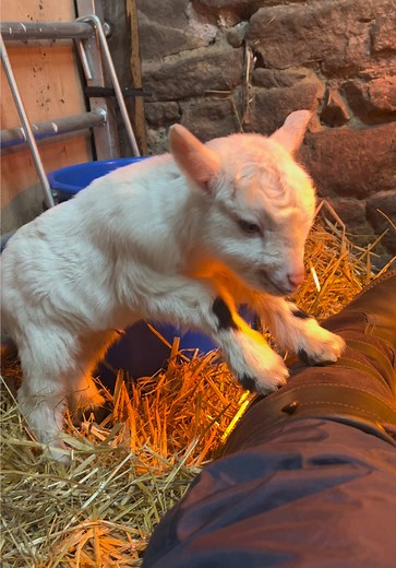 The Joy of Raising Pygmy Goats