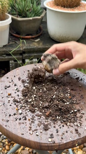 # # #engicactus #cactuslover #gymnocalycium #cactusflower | Twitterz Inpen Engi