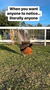 3.3K views · 275 reactions | Poor Jack- strutting for who ever will watch | Ima Survivor Donkey and Farm Animal Sanctuary | Facebook