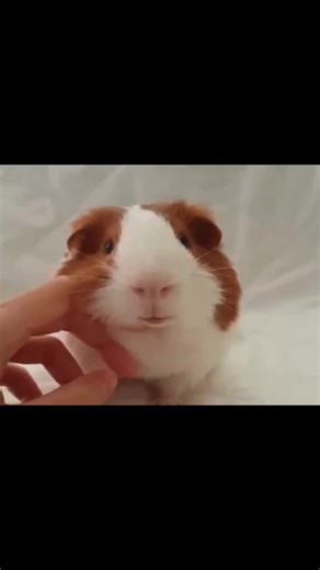 #guineapigs