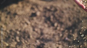 farmer hands holding seeds for sowing. farmer's hand planting seed in soil. hand sowing, gardening season