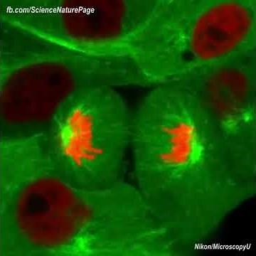Quá trình phân chia của tế bào dưới kính hiển vi