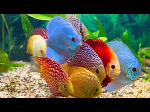 8 Discus Fish Foods To Get Big Fast And Brighter Colors