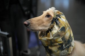 Crufts is live on TV and this is how you can watch it from home in 2025