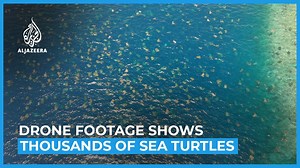 Drone footage taken by Australian researches shows thousands of sea turtles nesting on an island on the outer edges of the Great Barrier Reef. | Al Jazeera English