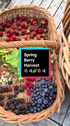 Spring Harvest from My Backyard Garden