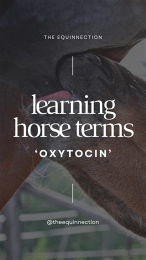 ONE HORSE TERM A DAY IN 2026! Day 3: “Oxytocin” is a hormone naturally produced by the body and synthesized in labs as a medication. In horses, it stimulates milk let-down and uterine contractions, among other functions. As a medication, it is used primarily in equine reproduction to stimulate uterine contractions. This helps induce labor, treat retained placentas, and assist with the removal of uterine fluid or debris. ALWAYS use this medication under the advice of a veterinarian: Oxytocin is m