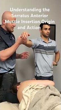Serratus Anterior Muscle Insertion Origin and Action #licensedmassagetherapist #serratusanterior