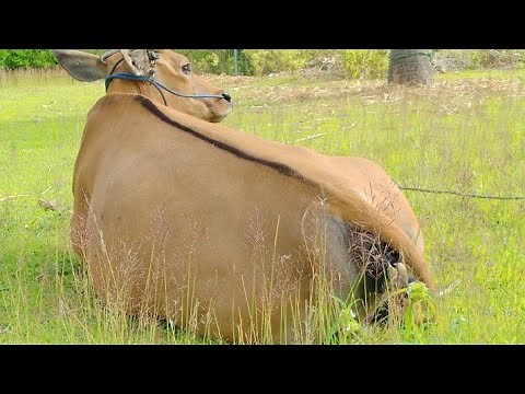 4 Tanda Sapi Melahirkan & 4 Langkah Membantu Sapi Setelah Melahirkan