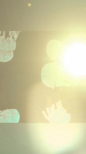 2.6K views | Blue Spot Jellyfish also know as Spotted Lagoon Jellyfish - These beautiful warm water Jellyfish feed on zooplankton and also acquire food through photosynthesis, thanks to zooxathellae that live within their tissues. 謁 These should be kept within a Kreisel tank like our Kreisel 10 or Kreisel 15. #tropicalmarinecentre #jellyfish #kreisel #bluespotjellyfish #aquarium #aquaculture #aquariumhobby #allmymoneygoestocoral #reefhobbyist #aquascaper | Tropical Marine Centre | Facebook