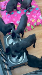 🚨 Rescue Mission Tomorrow! 🚨 HELP NEEDED 🙏 Our road warrior, Albert, is gearing up to scoop up 16 precious lives, including 12 puppies and their parents, currently under the care of Pet Orphans Miami and Everglades Animal Coalition. 🐾These furry pawsengers are set to travel from South Carolina to the welcoming arms of their new rescues in New York so they can be adopted by a loving owner like YOU. Here’s who we’re bringing to safety with your support: • Gracie & June (the brave momma dogs) •