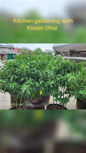 One of kitchen garden lovers, also a customer of Kissan Ghar, shared their incredible journey of growing vegetables on their rooftop, achieving amazing results. Everyone can replicate this success anywhere at home, no matter how small the space. Kissan Ghar is committed to empowering your kitchen garden dreams by providing top-quality seeds, fertilizers, and accessories. Simply visit our website for the latest price details and to place your orders at www.kissanghar.pk. #kichen #garden #rooftop