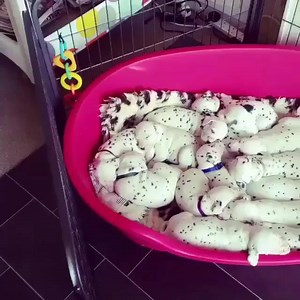 1.4K views · 198 reactions | Cuddle puddle  | Incredible Dogs | Facebook