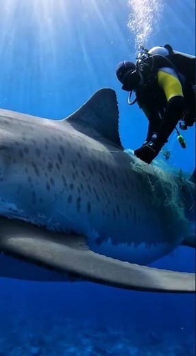 Brave Scuba Diver Beneath the Ocean | A Cinematic 10-Second Underwater Moment
