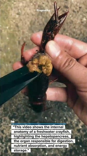 Crayfish Anatomy Explained! #Crayfish #Biology #ScienceShorts