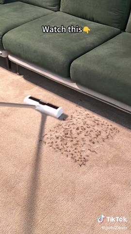 Effortless Pet Hair Removal Solutions for Pet Owners