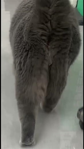 Hilarious Borderline License Verification Prank! Big Bear's Embarrassment Unleashed