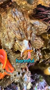 19K views | The secret life of barnacles #funknowledge #funfacts #funny | Toolist | Facebook