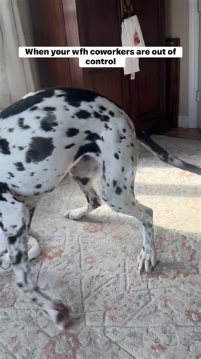 HR’s gonna hear about this | DANE Right