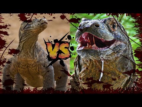 Komodo Dragon vs. Monitor Lizard: Battle of Giants