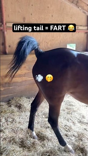 Horse Farting While Eating 😂 #shorts