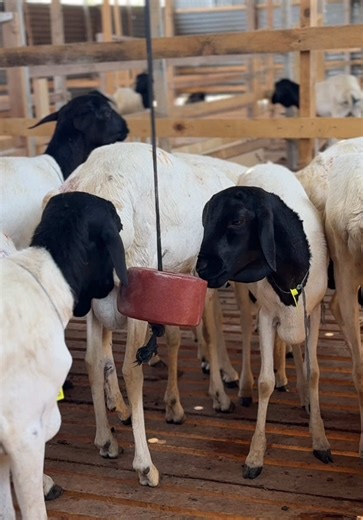 The Importance of Vitamins for Animals in Somalia