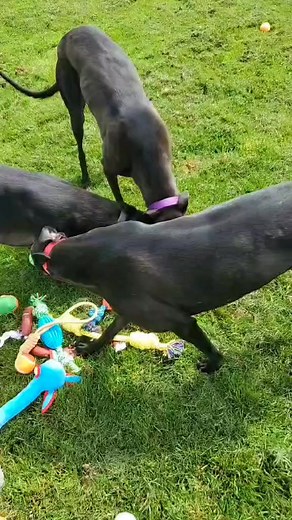 It’s new toy day at Greyhound Trust Cumbria! 💚 Once a year the team discard all the old toys and bring in a whole selection of now ones and you can see what the hounds think about that! 🐾😊 #newtoyday #greyhoundsmakegreatpets #adoptagreyhound | Greyhound Trust