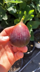 The Brown Turkey Fig - Not for the Home Garden #fig #figtree #figboss #gardeningtips #fruittrees Brown Turkey is the variety you’ll find in almost every big-box nursery, and it’s often touted as the "standard" for home gardens. The truth? Take it from me, as someone who has trialed over 400 fig varieties over the last decade, it’s inferior in almost every way that matters to a home grower. 1. Built for Shipping, Not Flavor The Brown Turkey produces large figs that are firm enough to survive the