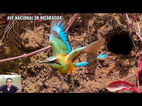 THE GUARDABARRANCO National Bird of Nicaragua