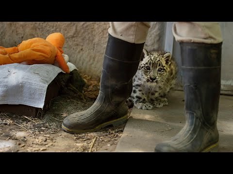 Watch the Sacramento Zoo's adorable baby snow leopard learn to walk