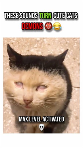 Annoyed Cats vs Weird Sounds 😂 Try Not to Laugh Challenge #shorts