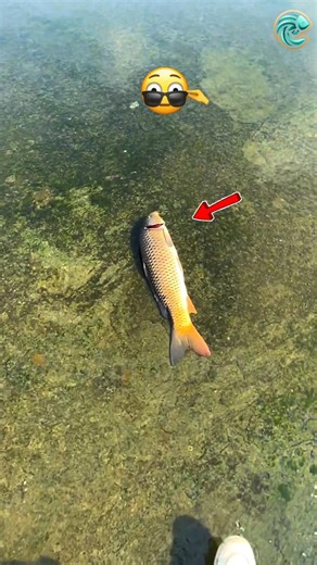 Fishing India 🎣 | Real Fish Catch in Crystal Clear Water 😱🔥