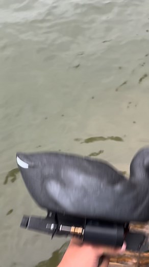 111K views · 2.8K reactions | Idk the coot needs a little more horsepower I think | Mediocre Outdoors | Facebook