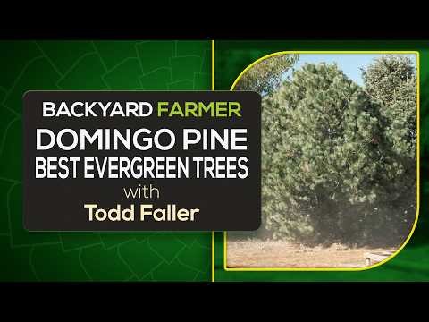 Domingo Pine Tree 🌲 | Drought-Tolerant 5-Needle Pine for Windbreaks