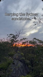 Night herping in the Sydney sandstone Some of the cooler finds from a few of the recent warm nights that we’ve had in Sydney. #snakes #snakesofinsta #fieldherping #herpingaustralia #herping #herpetology #herpsofinstagram #reptilesofinstagram #reptilelover #reptile #wildlifephotography #ausgeo #thailand #yourshotphotographer #wildphotography #wildlifeig #natureismetal #wildlifeconservation #nikoncreators #photographer #photography #earthinfocus #wildlifeonearth #wildplanetphotomag #natgeowild #an