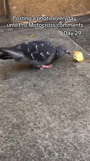 Motocross Photography Day 29: Stunts & Speed Captured