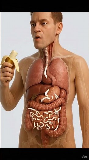 Real 3D Digestive System Reveal Worms Inside Your Intestines