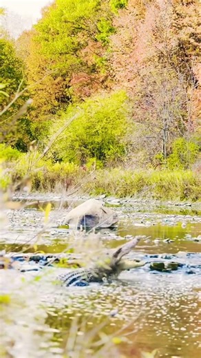 “Wait… Crocodiles Started Fighting in Front of Me! 😳🐊”)