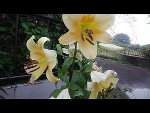 昭和の歌３９４５＃ふるさとの話をしよう 北原謙二