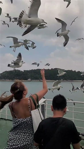 "The Seagull ARMY Attacks! 🐦 Ferocious Feeding on the Incheon Ferry to Wolmido"