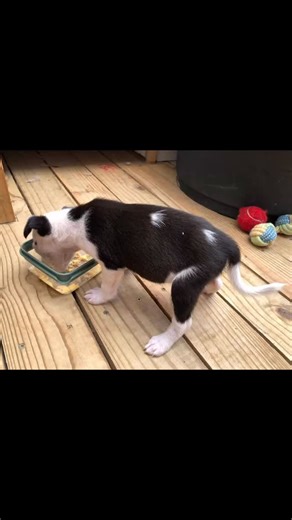 🐾 URGENT ADOPTION – PITTY PUPS 🐾 #Capetown Adoption through The Thomas Jackson Foundation only We have four beautiful six-week-old pitty pups looking for responsible, committed forever homes. One sibling has already been adopted but is still in foster care. These babies were uplifted only 2–3 days ago from a very dire situation. They were not being fed, and mom was not nursing, so their little tummies are still round and bloated while they recover. They are now safe and receiving proper care. 