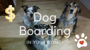 Can I run a dog boarding business from home? - First Street Pets