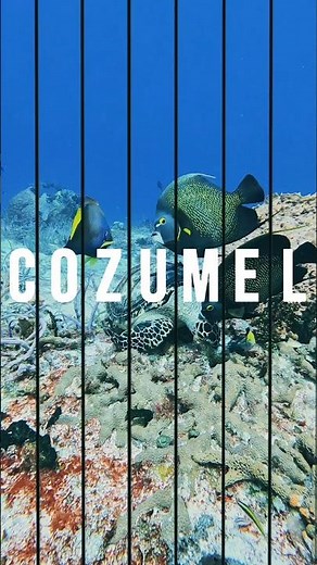 Dive Into Paradise – Cozumel Diving Trip 🐢🌊 | Book Your Adventure Today!