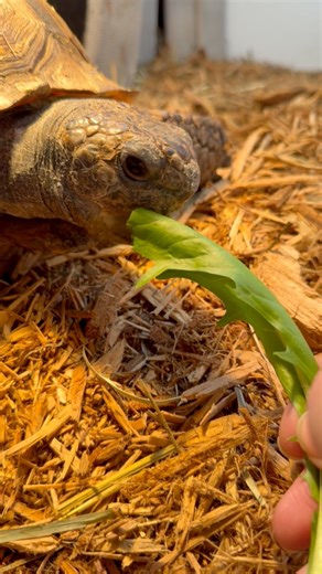 Some tortoise munching ASMR for your Monday blues 🐢 #animalasmr | ZooAmerica