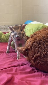 221K views · 9.7K reactions | Chive’s little zooms   P.S. We close early today, 4/25, at 4 pm for Sips for Species. Get tickets on our website! | Nashville Zoo | Facebook