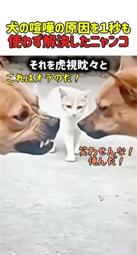 【驚き】おやつを巡って一触即発！目の前で漁夫の利を奪う猫の大胆不敵さがヤバすぎる #いぬ #犬 #犬動画 #驚き #犬のいる暮らし #猫 #にゃんこ #猫動画 #面白い #面白映像 #shorts