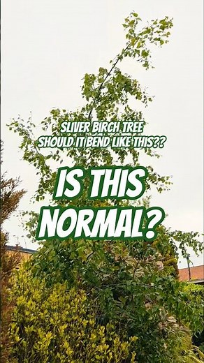 Is this Normal? Tree Help, Should this Sliver Birch Tree Bend like this? #shorts #plants #tree
